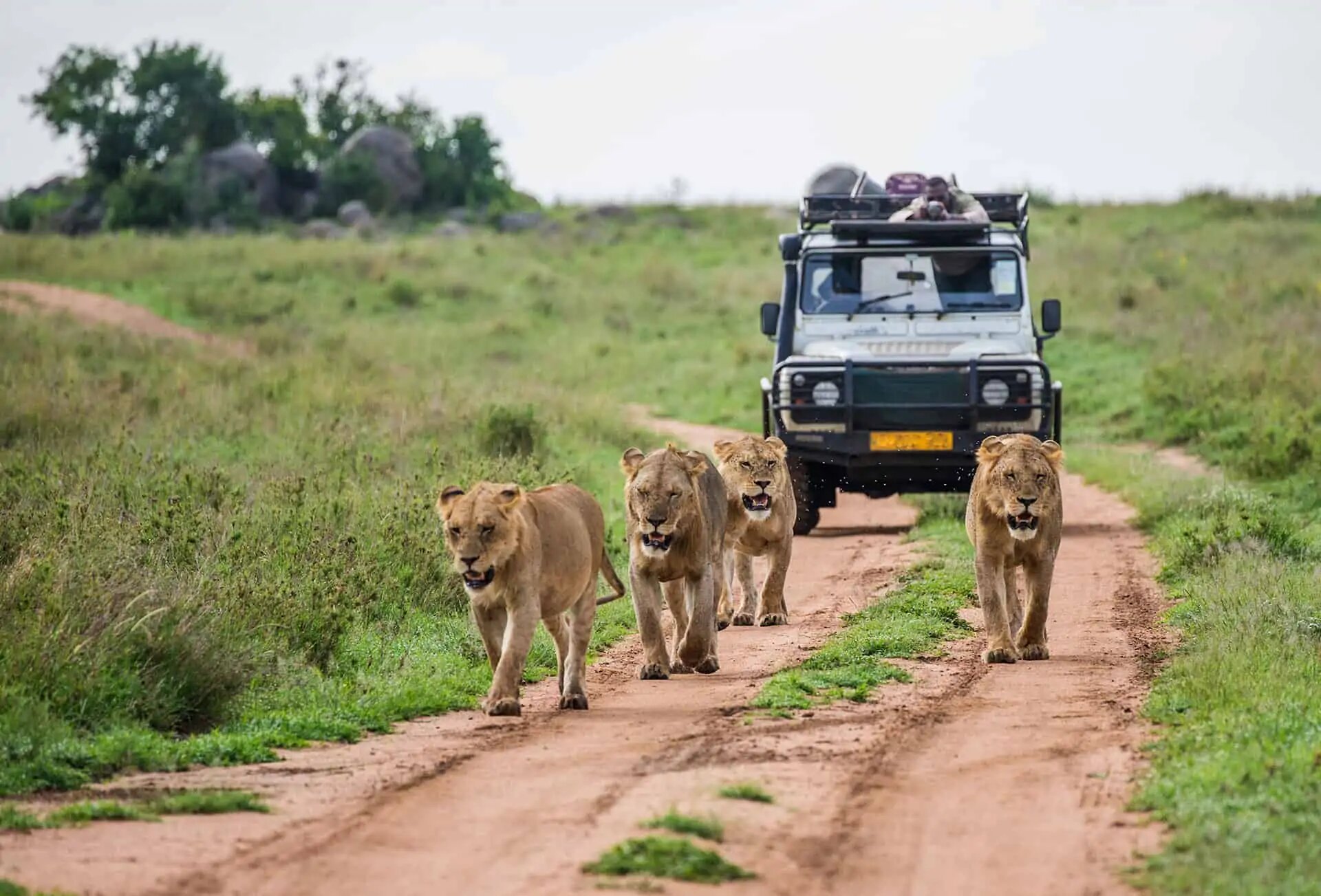 Ce qu’il y a à savoir pour partir faire un safari au Kenya