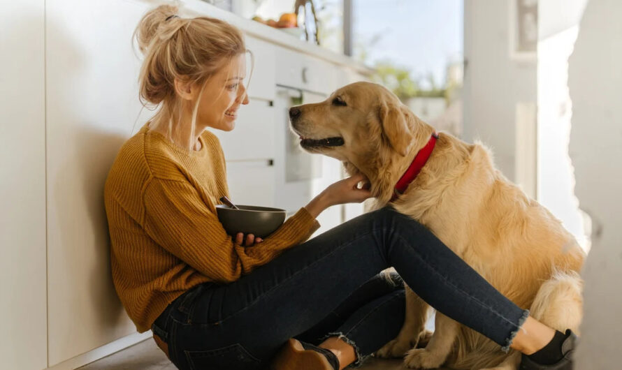 Faire garder votre chien lors de votre absence : les solutions